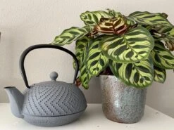 Bredemeijer Theepot Fujian 1.2L Met Filter Warm Grijs -Bestek Winkel 1200x899 16